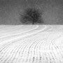 Title: "A winter's tale 04, b&w", january 2017 (printed on "bamboo")