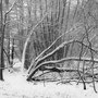 Title: "A winter's tale 01, b&w", 2012 (printed on "bamboo")
