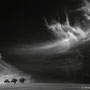 Title: "3 trees, up in the air 05, b&w", triptych, 2014 (printed on "fine art baryta")