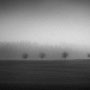 Title: "6 little trees in the mist 01, b&w", december 2015 (printed on "bamboo")