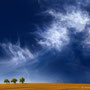 Title: "3 trees, up in the air 06.2", 2020 (printed on "fine art baryta")