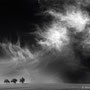 Title: "3 trees, up in the air 06, b&w", triptych, 2014 (printed on "fine art baryta")