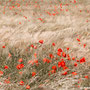 Title: "Poppy blossoms in the field 01", 2013 (printed on "fine art baryta")