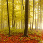 Title: "Misty forest 01", october 2012 (printed on "fine art baryta")