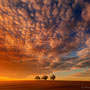 Title: "3 trees, orange sunset glow 01", 2013 (printed on "fine art baryta")