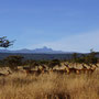 Kenia 2013