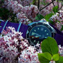 Band: Nato G10 Purple | Uhr: Rof Monnin 844