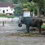 elefant sri lanka