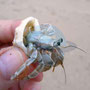 Sri Lanka Crab Beach
