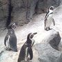 鳥羽水族館のペンギン。