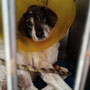 Lotta befindet sich seit ein paar Tagen in der Tierklinik von Kiki Tsakou, sie wurde von ihrer Hundehütte getroffen bei dem Sturm