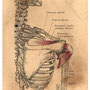 Schulter-Anatomie,  Pigma Micron pen, Aquarell und Farbstift auf getöntem Royal Talens - Van Gogh Aquarellpapier, 09/2021