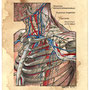 Schulter/Brust-Anatomie,  Pigma Micron pen, Aquarell und Farbstift auf getöntem Canson Papier, 03/2021
