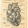 Herz-Anatomie, Pigma Micron pen auf getöntem Canson Papier, 12/2020