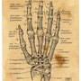 Hand-Anatomie, Pigma Micron pen auf getöntem Canson Papier, 01/2021