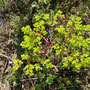 Sonnwend-Wolfsmilch  Euphorbia helioscopia