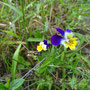 Wildes Stiefmütterchen  Viola tricolor