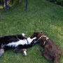 Filou und Balu