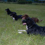 Gipsy - Nala - Balu - Cooper
