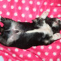 Entspannter Havaneser-Welpe!     Relaxed havanese puppy! ;-)