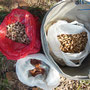 Seeds