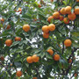 Orangen wachsen an jeder Ecke