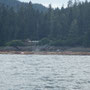 Holzfloes in den Wrangell Narrows