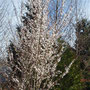 Frühling in Poulsbo