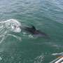 Delphine als Begleitung