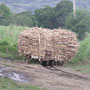 Zuckerrohrernte in Fiji