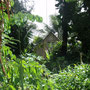 teilweise üppige Vegetation auf Mangareva