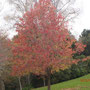 herbstlicher Laubbaum in Warkworth