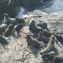 Seelöwen an der Küste Nordchiles