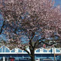 Frühling in Poulsbo