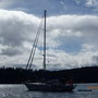 Delphin vor Anker im Montague Harbour