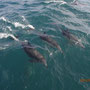 unsere Begleiter von Waiheke nach Norden