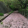 Pink Carpet.