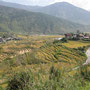Punakha Tal  vorbei an Reisfeldern, Obstplantagen und Gemüsefeldern zum