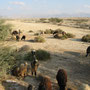 Tour nach Rustaq