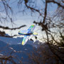 picture taken by Alois Rettenbacher