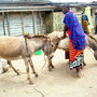wieder Markt in Kisongo, auf dem Eselparkplatz