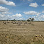Zebras in der Serengeti