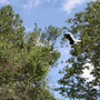EIn schwarzweisser Stummelaffe springt von Baum zu Baum