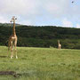 Ganz nah an den Giraffen im Arusha-Nationalpark