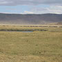 Die Fuelle des Ngorongoro-Kraters (findet den Loewen)