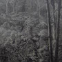 Une forêt de Tasmanie