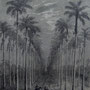Avenue de palmiers à Cuba