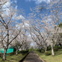文化センターの桜並木