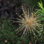 Allium 'Schubertii'