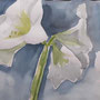 Amaryllis 30-20 Aquarell 2010 LS061 pb